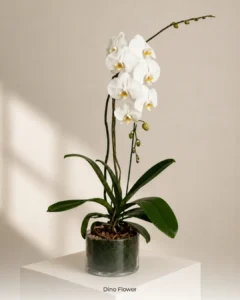 orchid-FLOWER