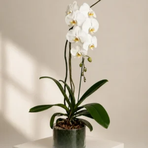 orchid-FLOWER