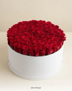 sheyda